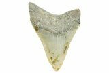 Serrated, Fossil Megalodon Tooth - North Carolina #365980-2